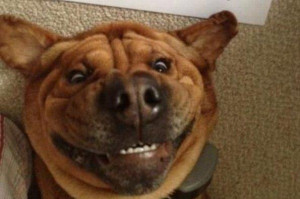 Dog with very funny face - Image