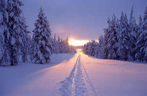 beautiful, forest, nature, sky, snow, sun, trees, winter