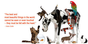 ... of funny quotes from the creator of Quotes About Treatment of Animals