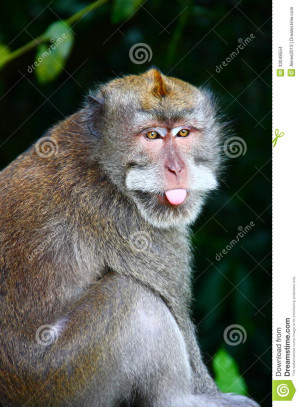 Monkey Face Closeup This