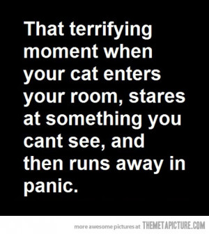 Funny photos funny cat quote panic