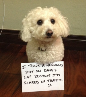 Some of the Funniest Dog Shamings Ever