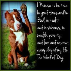 Rescue, Pitti Luv, Friends, Dogs, Pitbull, Pets, Bullying Breeds, Pit ...