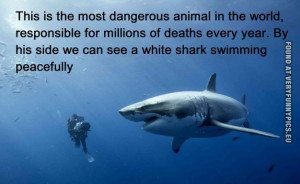 ... Picture - The most dangerous animal in the world and a white shark