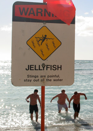 ... funny picture photo sign jellyfish casch52 282x400 Funny Beach Signs
