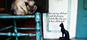 Mondays With Merlin: Wise Old Friends