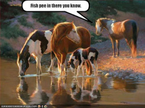 ... Birthday*to*Gert*Happy*Birthday* ! at the Horse Chat forum - Horse