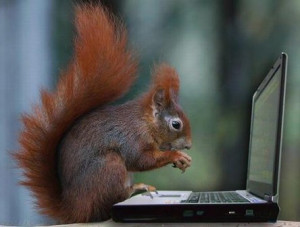 Funny Squirrel Working On Laptop