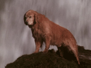 Homeward Bound The Incredible Journey