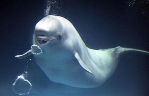 Beluga whales blowing bubbles in Aquas aquarium in Japan