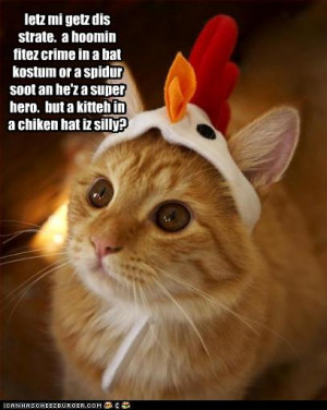 super funny pictures of cats