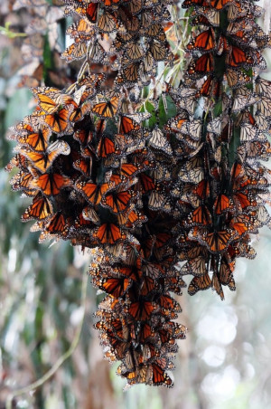 monarch butterflies I have been to CA groves @ Pacific Grove & Pismo ...