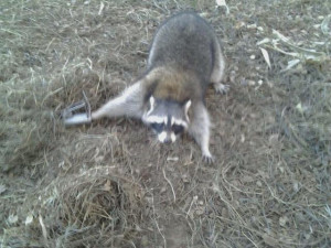 This one was not very happy, Duke dog proof