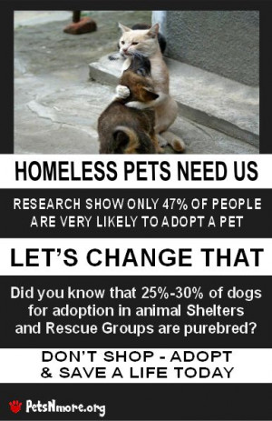 Pets N More: Shelters+Rescue Groups