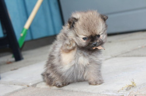 Boo Cutest Pomeranian Puppy