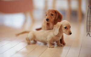 Cute Dachshund Puppies