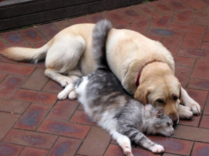 Cat And Dog Love By MiraMarRa8