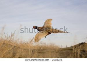 Pheasants Flying Ringneck pheasant flying in