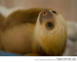 Funny photos funny baby sloth sleeping cute