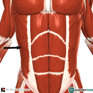 external abdominal oblique muscle pain