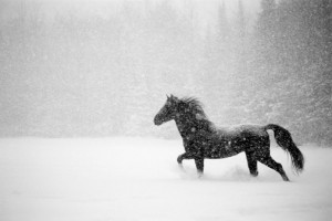 black horses running in snow
