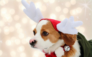 christmas dog wallpaper adorable christmas dog free christmas puppy ...