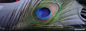 Peacock Feather Facebook Cover