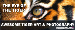 eye-of-the-tiger.jpg