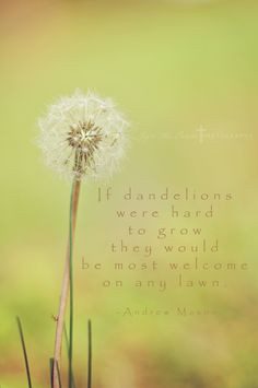 Dandelion Days•*¨*•.¸¸