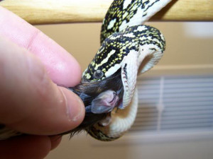 Funny Snake (11)