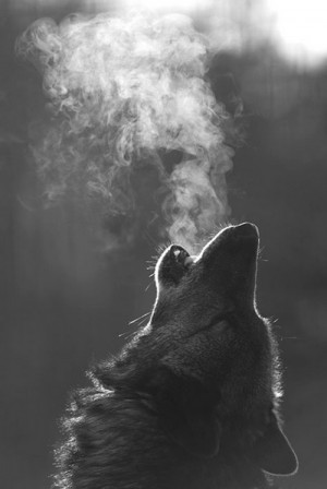 Wolf Howling In Black And White