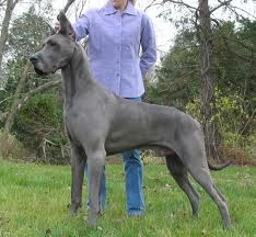 great dane dogs