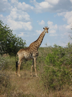 Related Pictures car hire rental agreement template