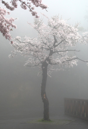 flowers floral mist taiwan sakura fog alishan national scenic area ...