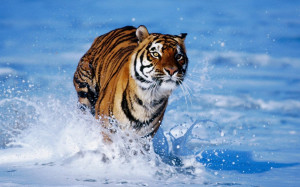 Tigers Tiger