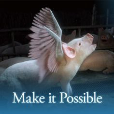 when pigs fly more fly pigs pigs fly animal cruelty animal welfare ...