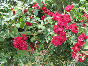 Rosa Climbing Don Juan Rose