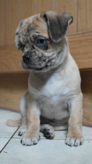 merle pug boy puppy 600 posted 8 months ago for sale dogs pug