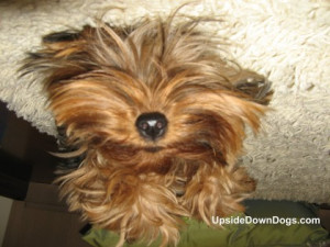 Nina the Yorkshire Terrier (Yorkie) from São Paulo, Brazil. Submitted ...