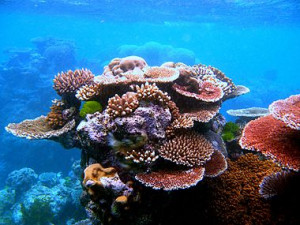 corals are marine invertebrates that typically live in compact ...