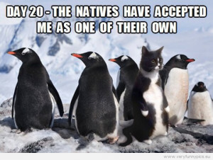 Funny Picture - A cat amongst penguins - Day 20 - The natives hav ...