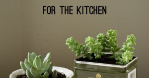 Save those tins and teacups for this DIY: How to Plant Succulents for ...