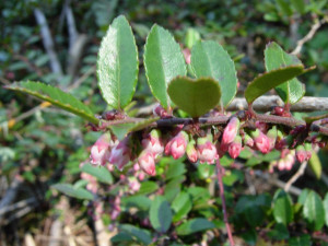 homemade huckleberry preserve recipe