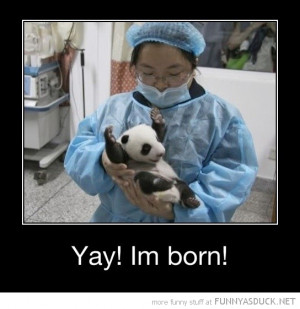 cute baby panda bear arms up yay born animal funny pics pictures pic ...