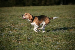 ... rabbit beagles maxresdefault beagle small hunting dog s x beagle