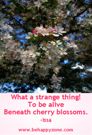Kobayashi Issa Haiku Poem Cherry Blossoms