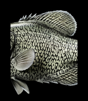 calico bass crappie fish mount