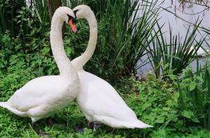 Love Birds Swan Bird Couple...