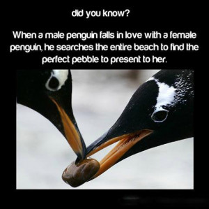 Cute Penguin Love Quotes Cute penguin love quotes i