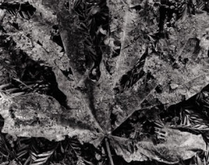 75138: WYNN BULLOCK Decaying Leaf, 1955 Silver gelatin